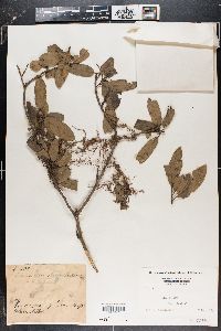 Usnea angulata image