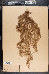 Usnea articulata image