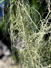 Usnea cavernosa image