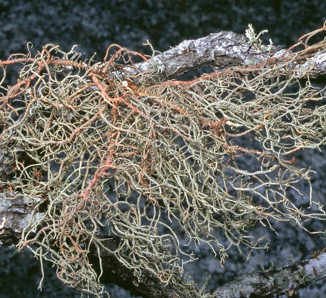 Usnea rubicunda image