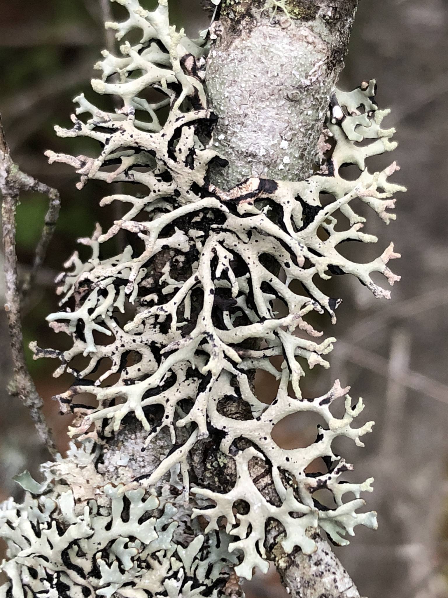 Hypogymnia tubulosa image