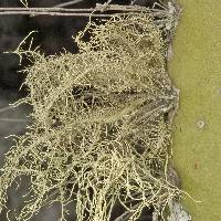 Usnea baileyi image