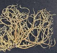Image of Usnea subdasaea