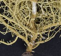 Usnea cornuta image