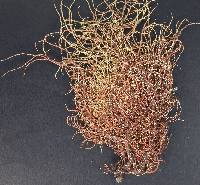 Usnea rubicunda image