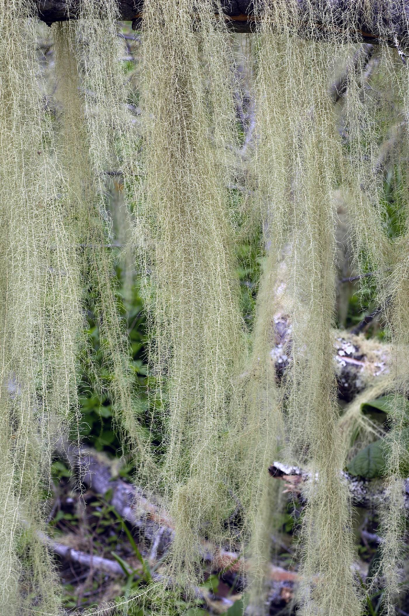 Usnea mexicana image