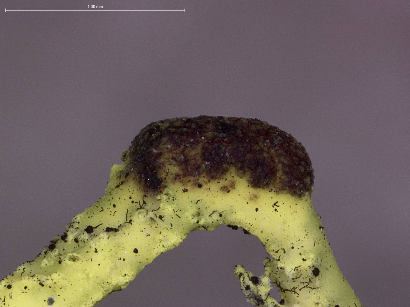 Phacopsis vulpina image