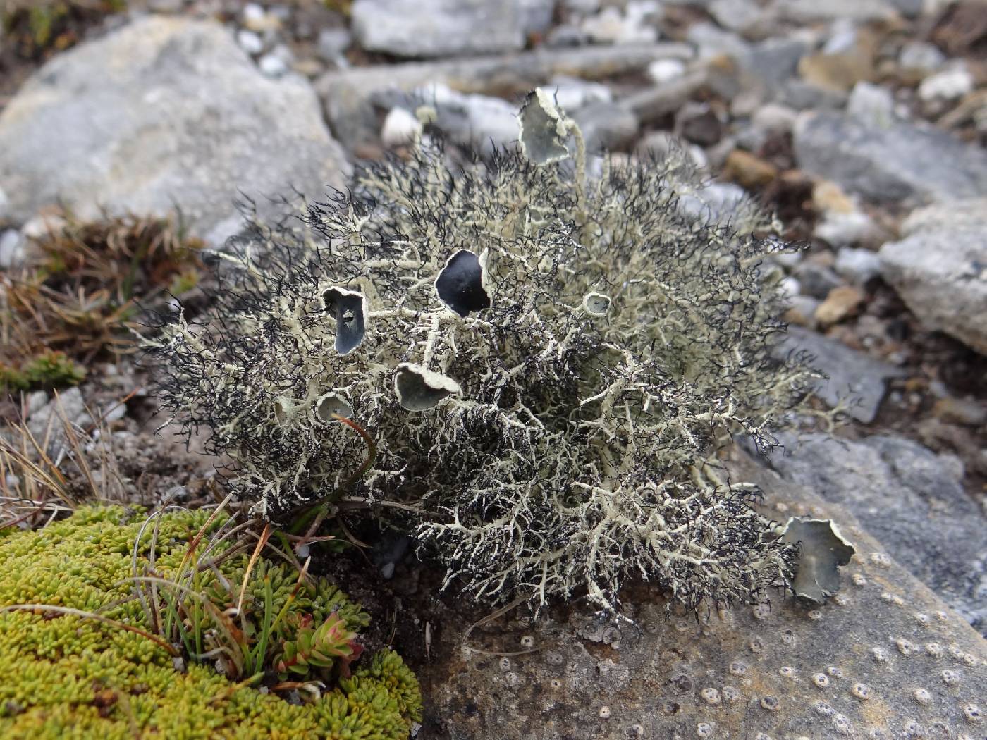 Usnea aurantiacoatra image