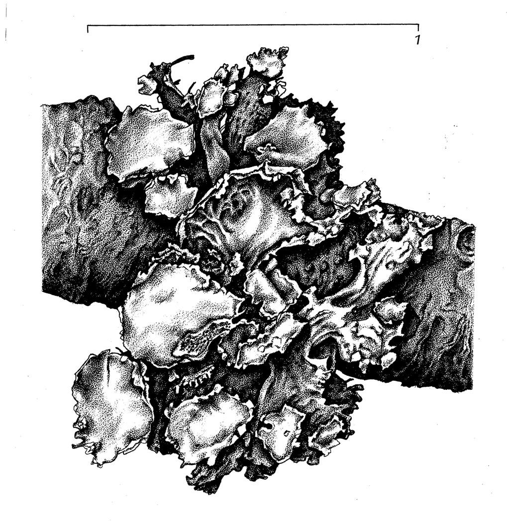 Arctocetraria nigricascens image