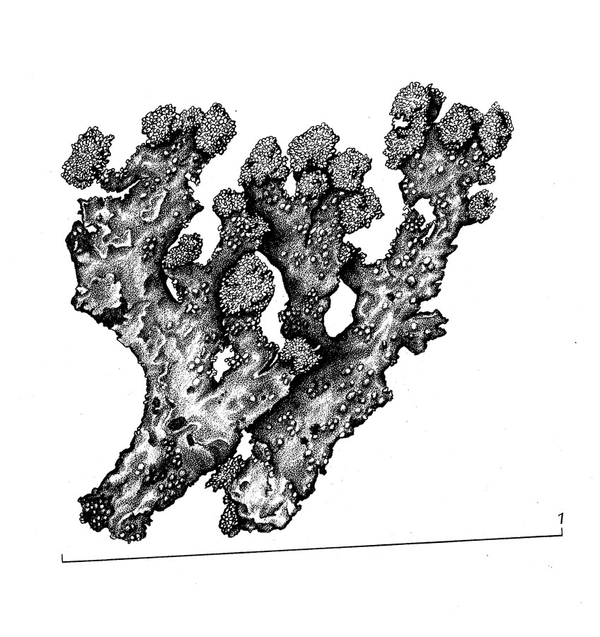 Parmeliopsis hyperopta image