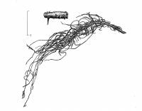 Usnea cavernosa image