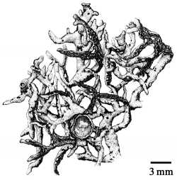 Image of Hypogymnia gracilis