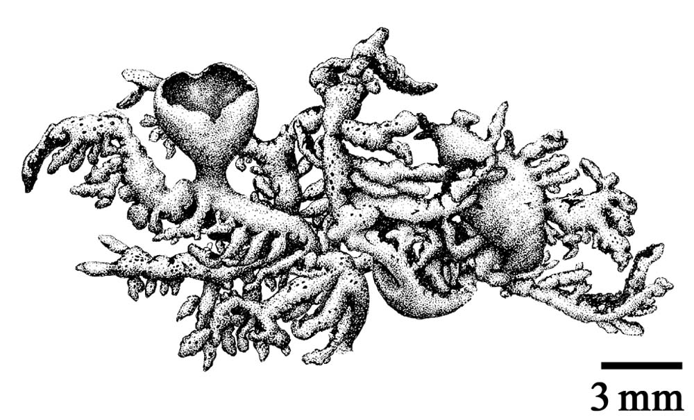 Hypogymnia guadalupensis image