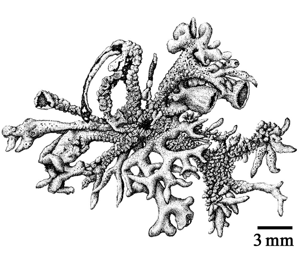 Hypogymnia schizidiata image
