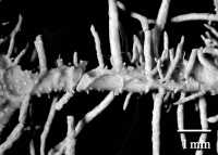 Image of Usnea horrida