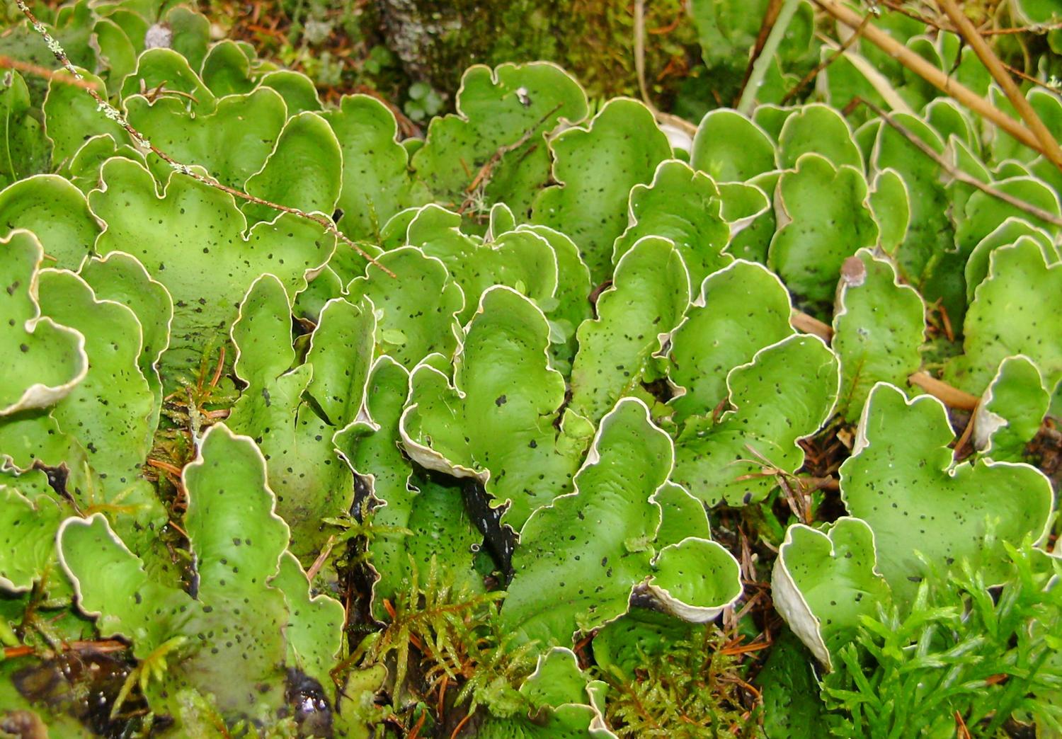 Peltigera aphthosa image