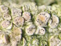 Lichenodiplis lecanorae image