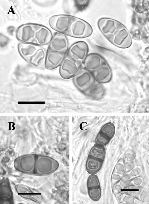 Rinodina efflorescens image