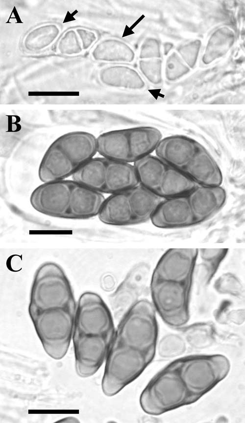 Rinodina image