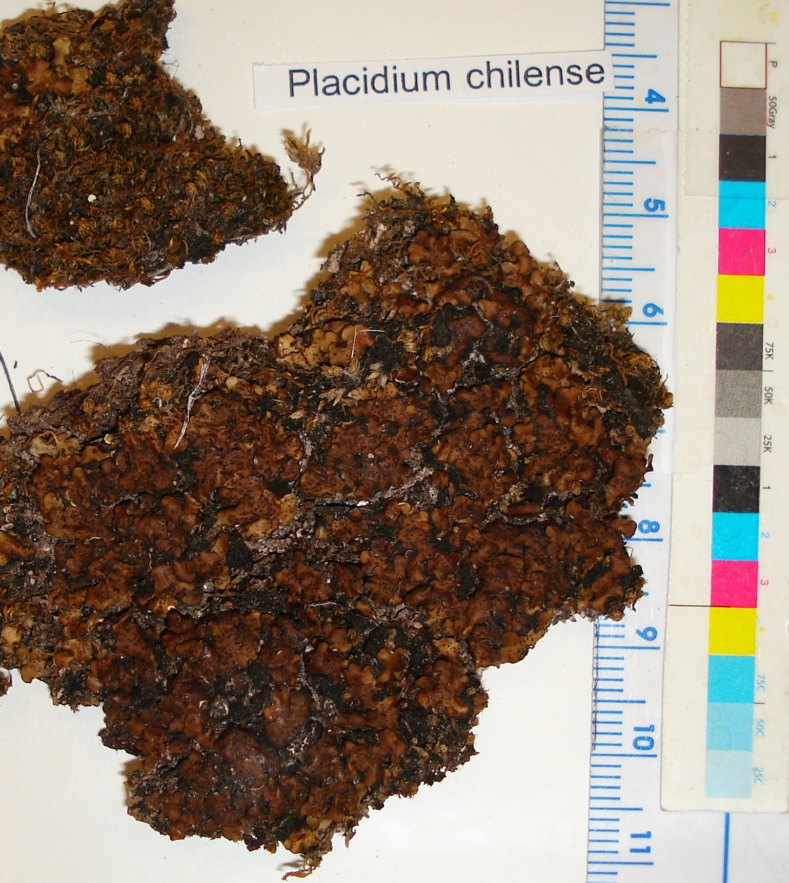 Placidium chilense image