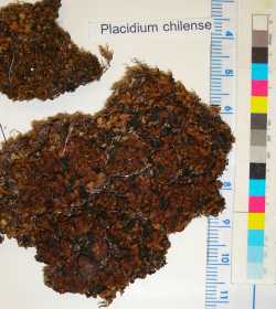 Image of Placidium chilense