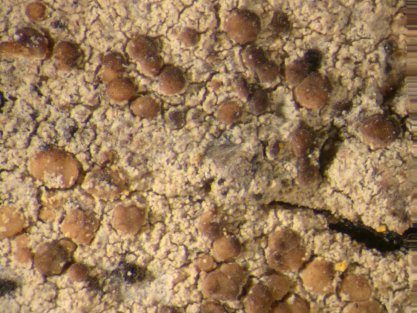 Lecania vermispora image