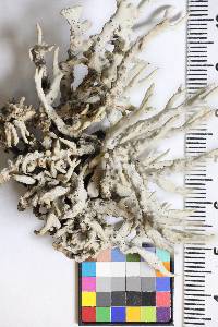 Vermilacinia ceruchoides image