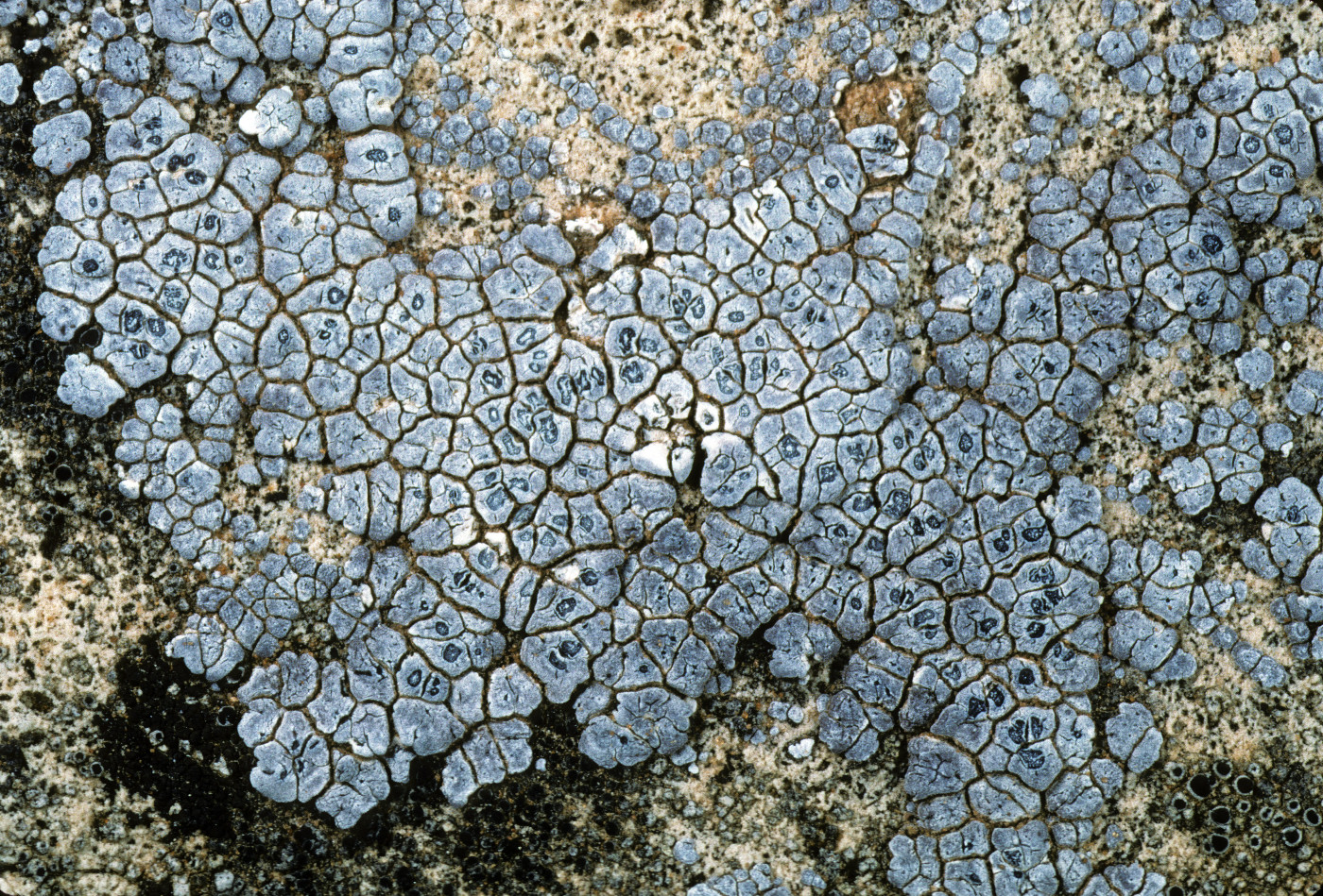Acarospora cervina image