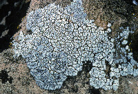 Image of Acarospora cervina