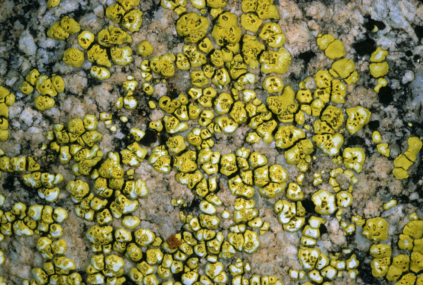 Acarospora chrysops image