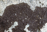 Image of Acarospora molybdina