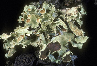 Image of Cetraria pallidula