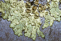 Cetraria sphaerosporella image