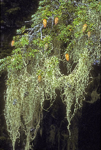 Alectoria sarmentosa image