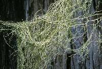 Alectoria sarmentosa image