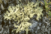 Allocetraria madreporiformis image