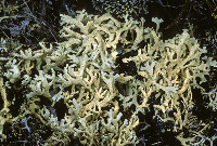 Arctoparmelia separata image