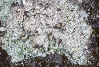 Baeomyces placophyllus image