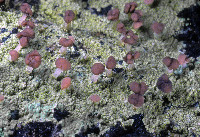 Baeomyces rufus image