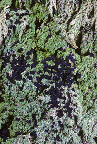 Image of Bryobilimbia sanguineoatra