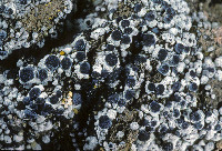 Buellia epigaea image