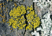 Candelaria concolor image