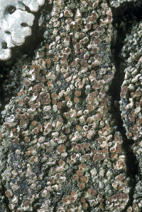 Carbonicola anthracophila image