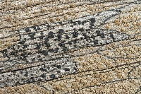 Image of Catillaria nigroclavata