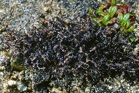 Cetraria nigricans image