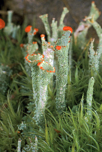 Cladonia bellidiflora image