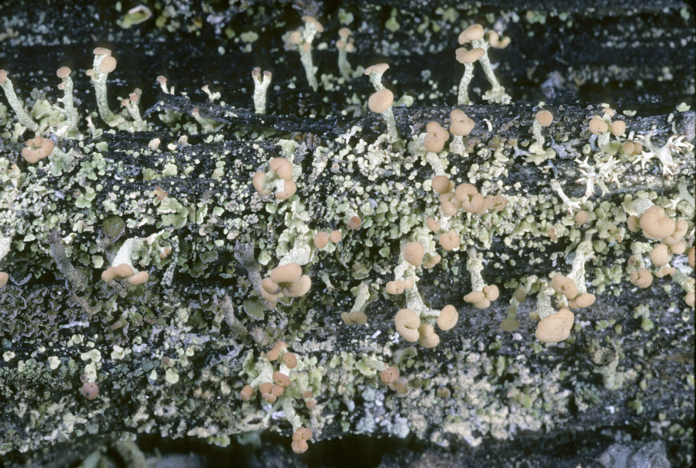 Cladonia botrytes image