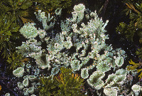 Cladonia carneola image