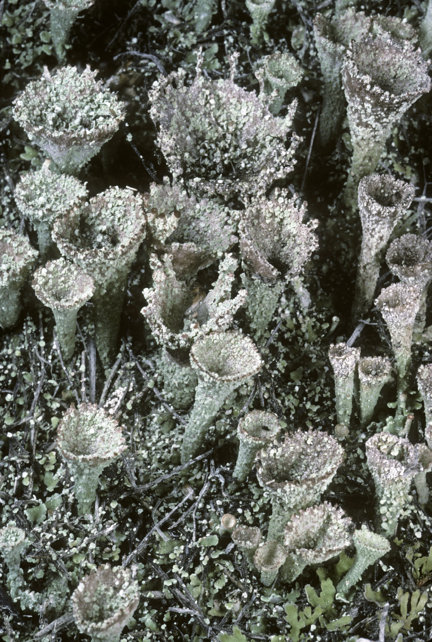 Cladonia chlorophaea image