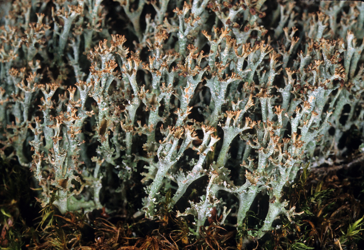 Cladonia crispata image